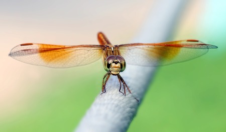 beautiful dragonfly in the naturalの写真素材