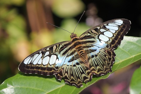 beautiful butterfly on a leafの写真素材