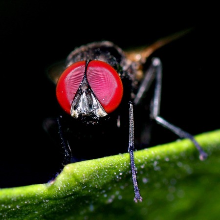 A macro shot of the fly