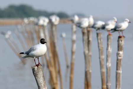 group of seagull at the gulf 