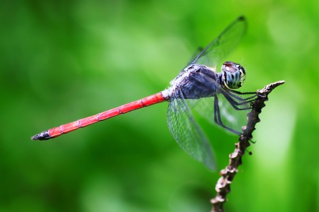 A beautiful dragonfly with nature background の写真素材