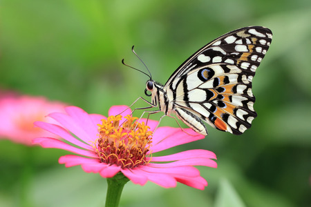 beautiful butterfly on the flowerの写真素材