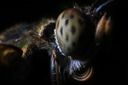 macro shot of beautiful butterfly on black の写真素材
