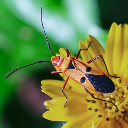 closeup of the red stinkbug with nature backgroundの写真素材