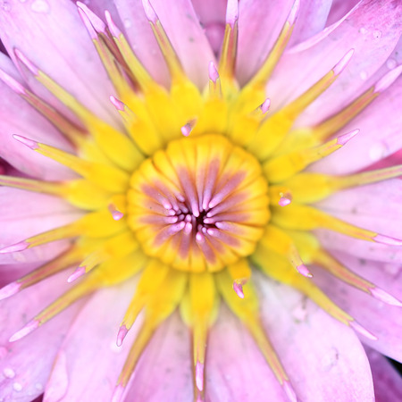 closeup of blooming water lily flowerの写真素材