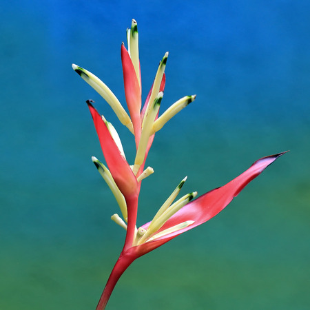 closeup of beautiful heliconia flowerの写真素材