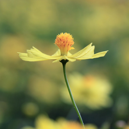 beautiful wedelia trilobata flower in the garden