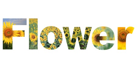 word flower on white backgroundの写真素材