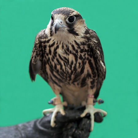 closeup of beautiful eagle with nature の写真素材