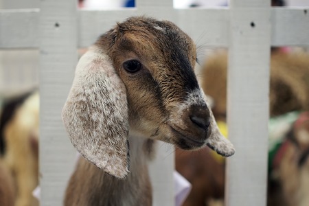 closeup of goat in the zoo