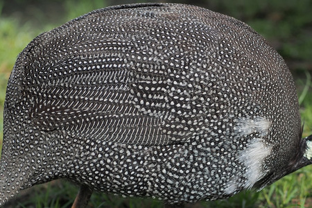 feather of plymouth rock or wyandotte as backgroundの写真素材