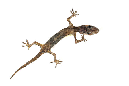 dead body of house lizard isolated on white backgroundの写真素材