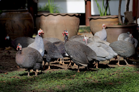 group of plymouth rock or wyandotteの写真素材