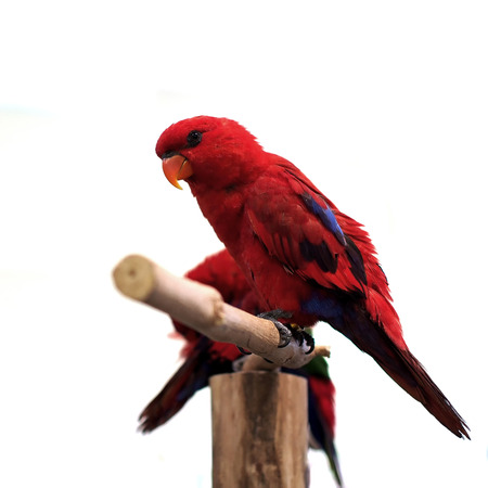 beautiful eclectus parrot isolated on white backgroundの写真素材