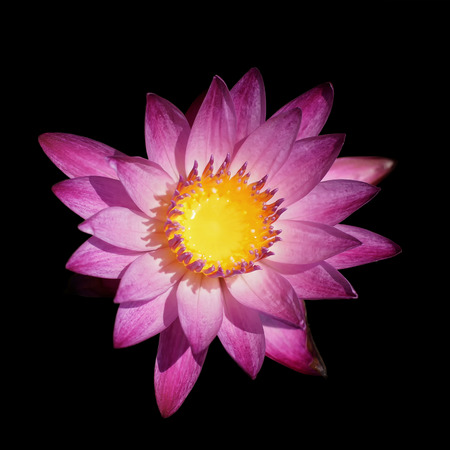 beautiful lotus flower on black backgroundの写真素材
