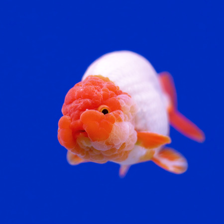 beautiful ranchu or lion head goldfish in fish tankの写真素材