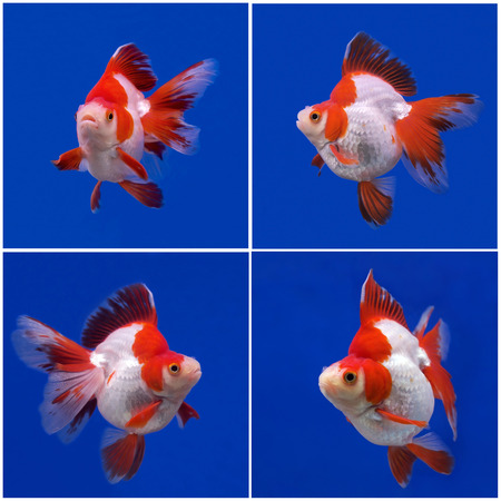collection of beautiful goldfish  in fish tankの写真素材