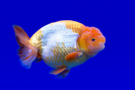 beautiful ranchu or lion head goldfish in fish tankの写真素材
