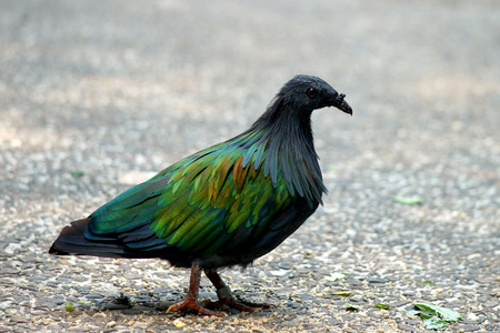 nicobar pigeon or caloenas nicobaricaの写真素材