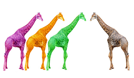 giraffe isolated on white backgroundの写真素材