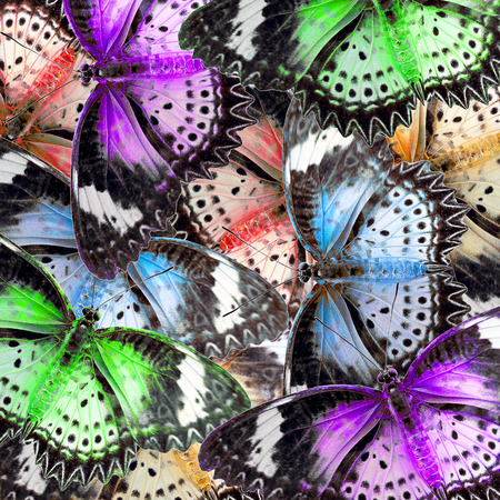 exotic color butterfly as background or textureの写真素材