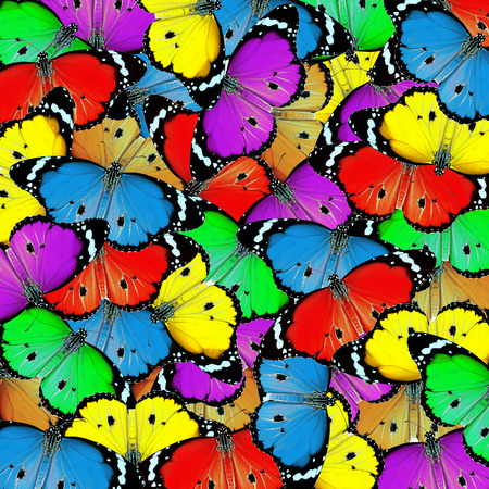 exotic color butterfly as background or textureの写真素材