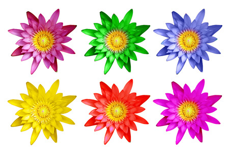 exotic color lotus flower isolated on white backgroundの写真素材