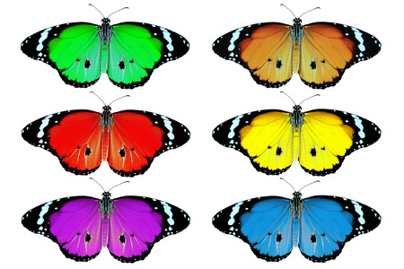 exotic color butterfly isolated on white backgroundの写真素材