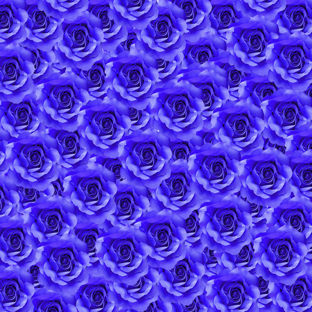 blue rose flower as floral backgroundの写真素材