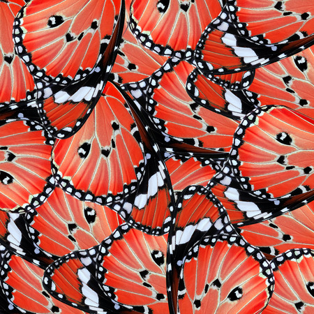 exotic red of butterfly wing as nature backgroundの写真素材