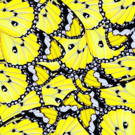 exotic yellow of butterfly wing as nature backgroundの写真素材