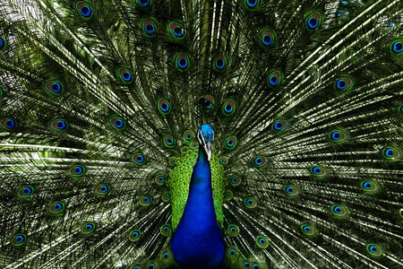 beautiful peacock with feathers outの写真素材