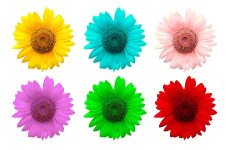 exotic color sunflower isolated on white backgroundの写真素材