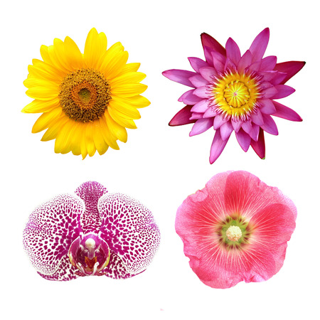 colorful floral collage lotus; orchid; sunflower; hollyhock  isolated on white backgroundの写真素材