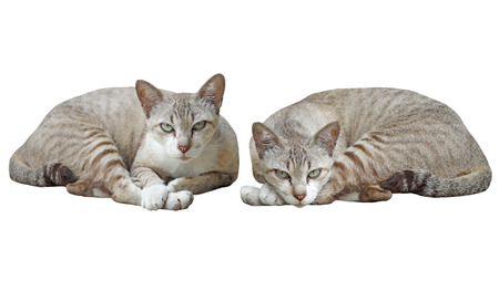 closeup of the pretty cat  isolated on white background