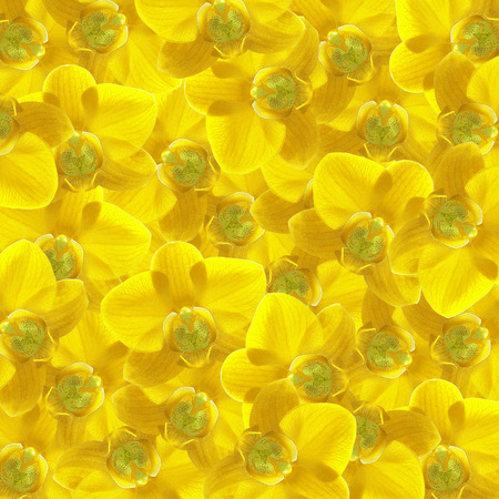 exotic yellow color orchid flower as floral backgroundの写真素材