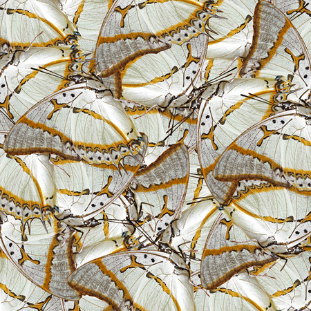 exotic color butterfly as nature backgroundの写真素材