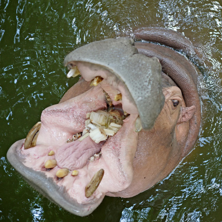 closeup of hippopotamus open mouth waiting for foodの写真素材