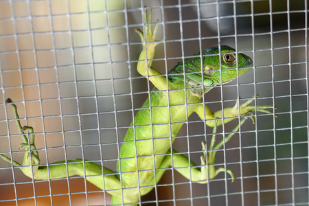 small iguana in the cageの写真素材