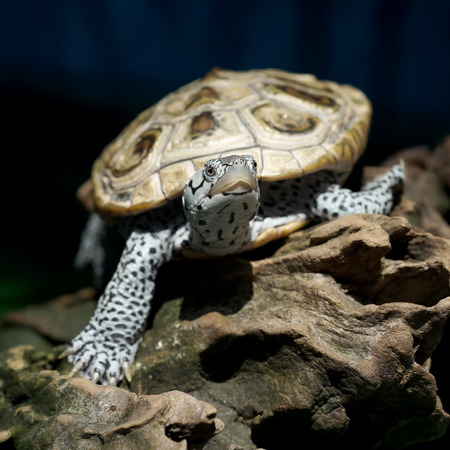 diamondback terrapin tortoise with nature backgroundの写真素材