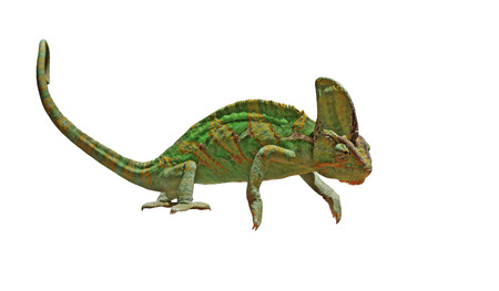 chameleon or calyptratus  isolated on white backgroundの写真素材