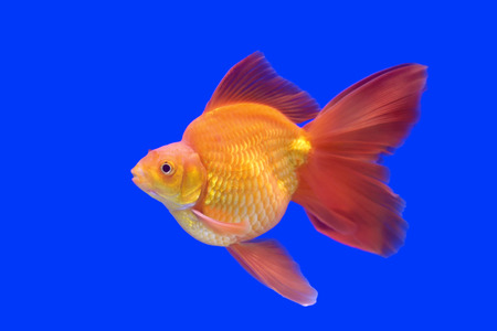 beautiful goldfish in the aquariumの写真素材
