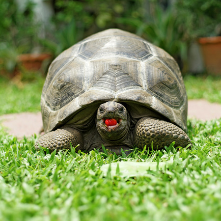 closeup of a tortoise on the floorの写真素材