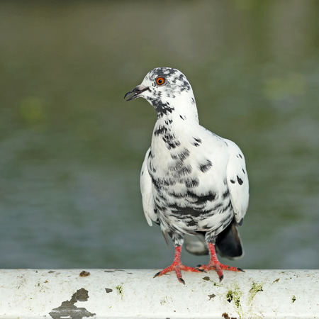 white pigeon with nature backgroundの写真素材