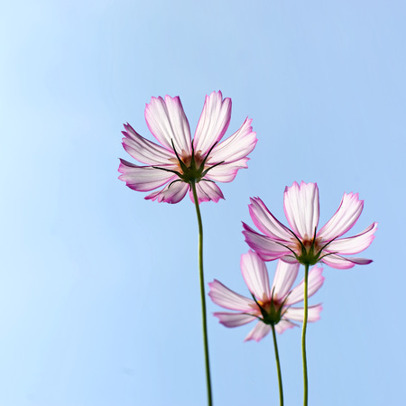 beautiful cosmos flower with beautiful sky backgroundの写真素材