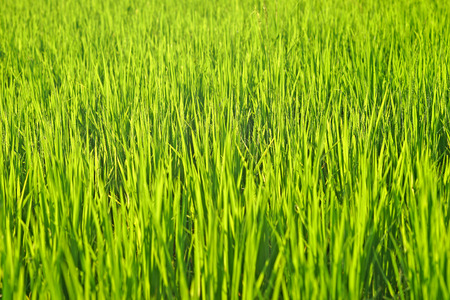 green rice field as nature backgroundの写真素材