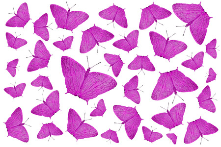 exotic purple color butterfly as nature backgroundの写真素材
