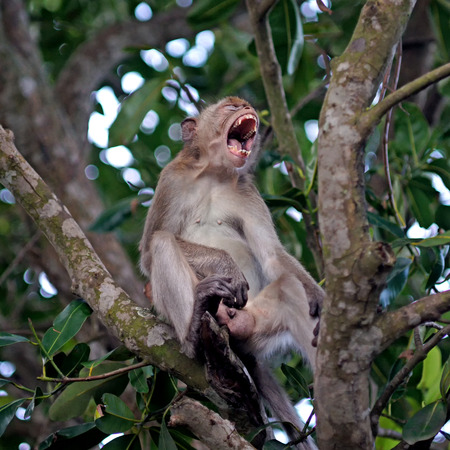lovely monkey on the tree in nature