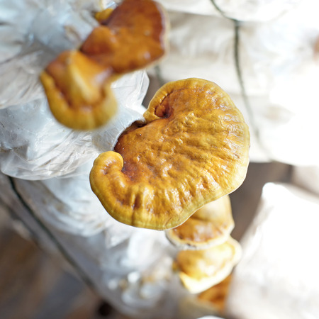 chinese traditional medicine lingzhi mushroom, ganoderma lucidum in nursery bag