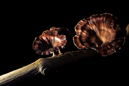 fungi mushroom on a decay tree trunk
